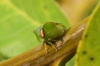Stictocephala alta