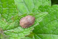 Eurygaster maura