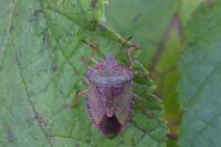 Palomena prasina