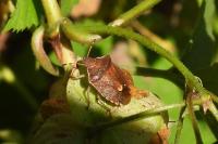 Peribalus strictus