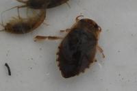 Ilyocoris cimicoides