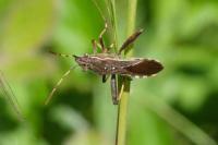 Camptopus lateralis