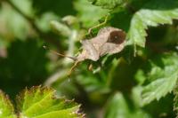 Coreus marginatus