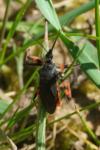 Rhynocoris annulatus