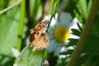 Corizus hyoscyami