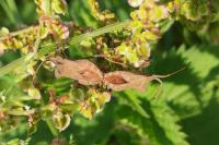 Coreus marginatus