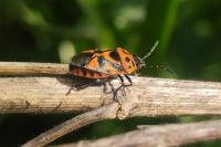 Eurydema ornata