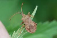 Coreus marginatus