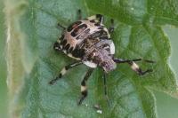 Pinthaeus sanguinipes