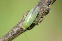 Orthotylus marginalis