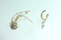 Orthotylus marginalis