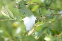 Aphrophora salicina