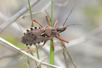 Rhynocoris erythropus