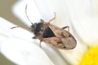 Trapezonotus ullrichi