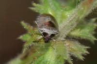 Stagonomus venustissimus