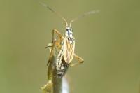 Leptopterna dolabrata