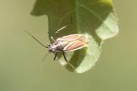 Horistus orientalis