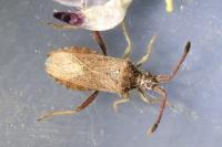 Coriomeris denticulatus