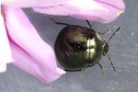 Coptosoma scutellatum