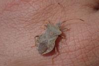 Coreus marginatus