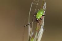 Adelphocoris vandalicus