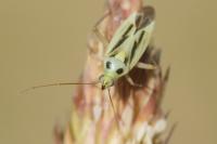 Stenotus binotatus