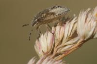 Dolycoris baccarum