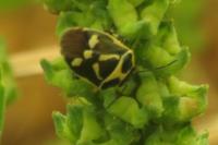 Eurydema oleracea