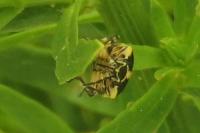Eurydema oleracea