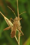 Camptopus lateralis
