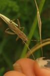Camptopus lateralis