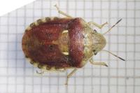 Eurygaster testudinaria