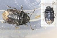 Ochetostethus