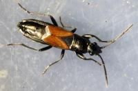 Pterotmetus staphyliniformis