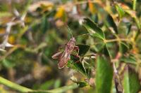 Camptopus lateralis
