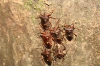 Pentatoma rufipes