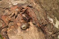 Pentatoma rufipes