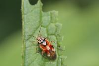 Lygus pratensis