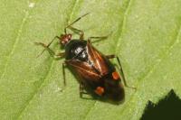 Deraeocoris ruber