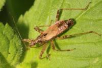 Himacerus apterus