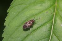 Arocatus melanocephalus