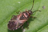 Arocatus melanocephalus