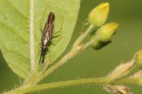 Heterotoma planicornis