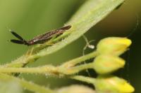 Heterotoma planicornis