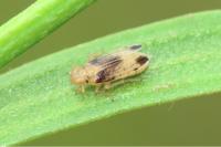 Anakelisia fasciata
