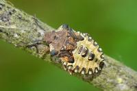 Pentatoma rufipes
