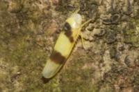 Zonocyba bifasciata