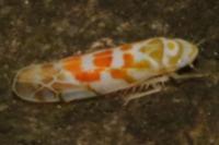 Typhlocyba quercus