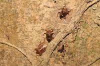 Pentatoma rufipes