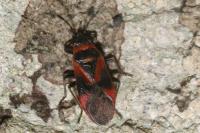 Arocatus roeselii
